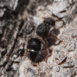 Eurymutilla sp. (genus) at Hall, ACT - 13 Sep 2024