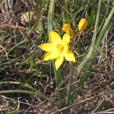 Bulbine bulbosa (Golden Lily, Bulbine Lily) at Kambah, ACT - 14 Sep 2024 by LineMarie