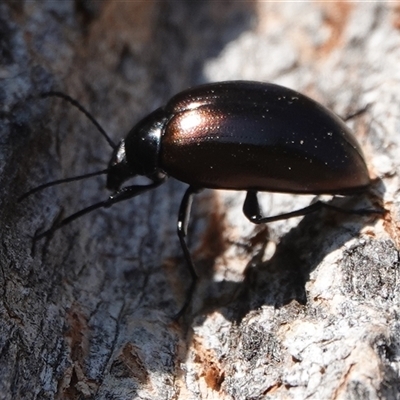 Chalcopteroides spectabilis (Rainbow darkling beetle) at Hall, ACT - 13 Sep 2024 by Anna123