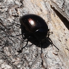 Chalcopteroides spectabilis at Hall, ACT - 13 Sep 2024