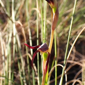 Lyperanthus suaveolens at Aranda, ACT - suppressed