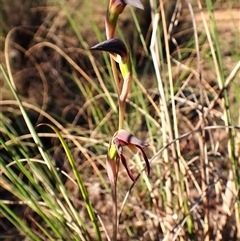 Lyperanthus suaveolens at Aranda, ACT - suppressed