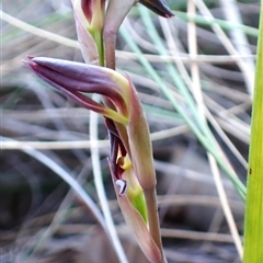 Lyperanthus suaveolens at Aranda, ACT - suppressed