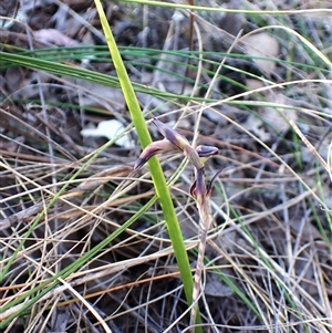 Lyperanthus suaveolens at Aranda, ACT - suppressed