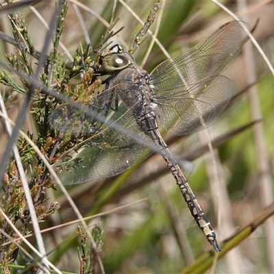 Anax papuensis (Australian Emperor) at Hall, ACT - 13 Sep 2024 by Anna123