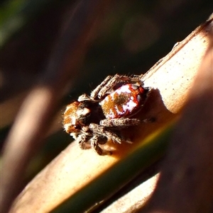 Maratus calcitrans at Aranda, ACT - suppressed