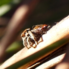 Maratus calcitrans at Aranda, ACT - suppressed