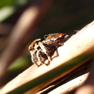 Maratus calcitrans at Aranda, ACT - suppressed