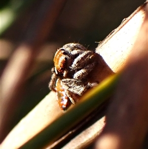 Maratus calcitrans at Aranda, ACT - suppressed