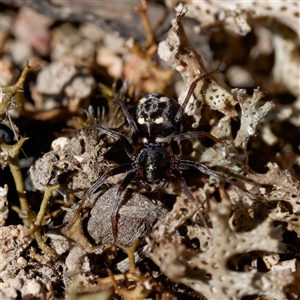 Zodariidae (family) at Forde, ACT - 13 Sep 2024