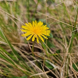 Taraxacum sect. Taraxacum at Monga, NSW - 14 Sep 2024 03:03 PM