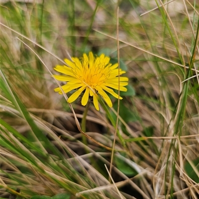 Taraxacum sect. Taraxacum (Dandelion) at Monga, NSW - 14 Sep 2024 by Csteele4