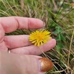 Taraxacum sect. Taraxacum at Monga, NSW - 14 Sep 2024 03:03 PM