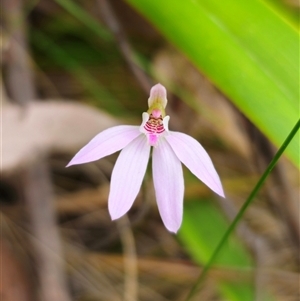 Caladenia carnea at Monga, NSW - 14 Sep 2024