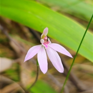 Caladenia carnea at Monga, NSW - 14 Sep 2024