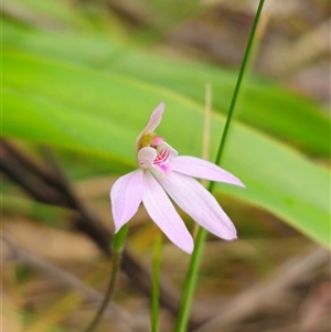 Caladenia carnea at Monga, NSW - 14 Sep 2024