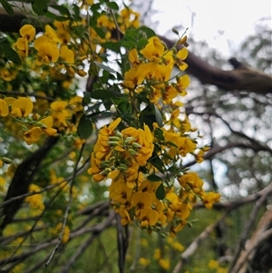 Goodia lotifolia at Monga, NSW - 14 Sep 2024