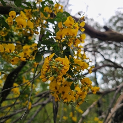 Goodia lotifolia (Golden Tip) at Monga, NSW - 14 Sep 2024 by Csteele4