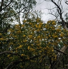 Goodia lotifolia at Monga, NSW - 14 Sep 2024