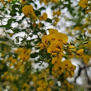 Goodia lotifolia at Monga, NSW - 14 Sep 2024