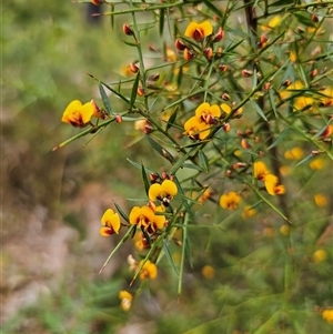 Daviesia ulicifolia subsp. ulicifolia at Monga, NSW - 14 Sep 2024