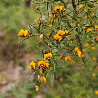 Daviesia ulicifolia subsp. ulicifolia (Gorse Bitter-pea) at Monga, NSW - 14 Sep 2024 by Csteele4