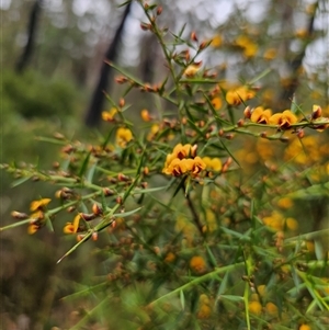 Daviesia ulicifolia subsp. ulicifolia at Monga, NSW - 14 Sep 2024