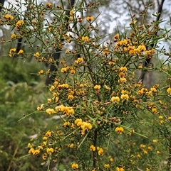 Daviesia ulicifolia subsp. ulicifolia at Monga, NSW - 14 Sep 2024 03:11 PM