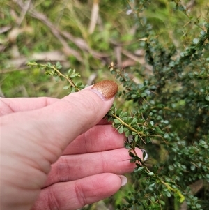 Bursaria spinosa subsp. spinosa at Monga, NSW - 14 Sep 2024