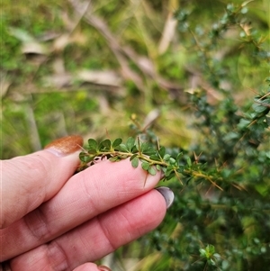 Bursaria spinosa subsp. spinosa at Monga, NSW - 14 Sep 2024