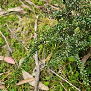 Bursaria spinosa subsp. spinosa at Monga, NSW - 14 Sep 2024 03:09 PM