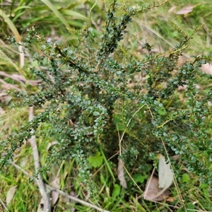 Bursaria spinosa subsp. spinosa at Monga, NSW - 14 Sep 2024