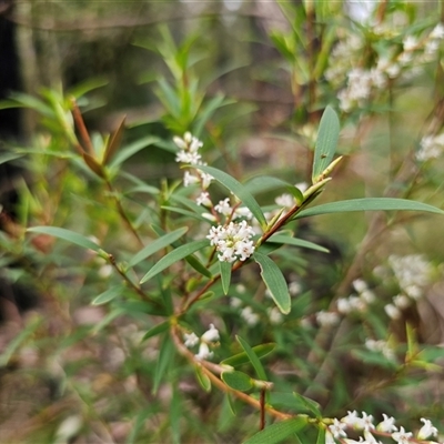 Leucopogon affinis (Lance Beard-heath) at Monga, NSW - 14 Sep 2024 by Csteele4