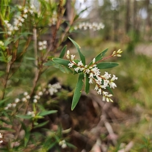 Leucopogon affinis at Monga, NSW - 14 Sep 2024