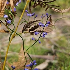 Comesperma volubile (Love Creeper) at Monga, NSW - 14 Sep 2024 by Csteele4