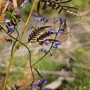 Comesperma volubile at Monga, NSW - 14 Sep 2024