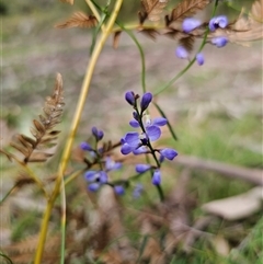 Comesperma volubile at Monga, NSW - 14 Sep 2024