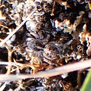 Maratus calcitrans at Aranda, ACT - suppressed