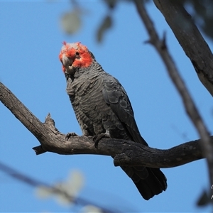 Callocephalon fimbriatum (identifiable birds) at Cook, ACT - suppressed