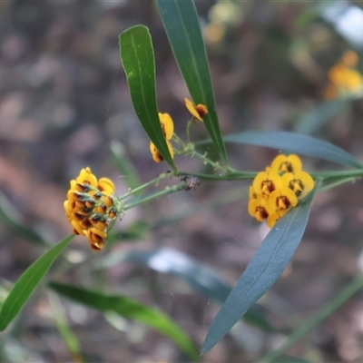 Daviesia corymbosa at Ulladulla, NSW - 14 Sep 2024 by Clarel