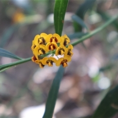 Daviesia corymbosa at Ulladulla, NSW - 14 Sep 2024 01:01 PM