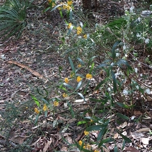 Daviesia corymbosa at Ulladulla, NSW - 14 Sep 2024 01:01 PM