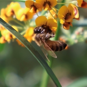 Apis mellifera at Ulladulla, NSW - 14 Sep 2024