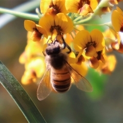 Apis mellifera at Ulladulla, NSW - 14 Sep 2024