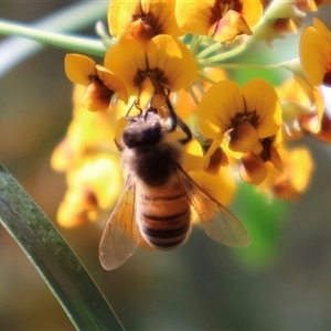 Apis mellifera at Ulladulla, NSW - 14 Sep 2024