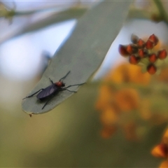 Plecia dimidiata at Ulladulla, NSW - 14 Sep 2024 by Clarel