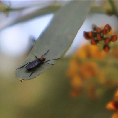 Plecia sp. (genus) (Lovebug Fly) at Ulladulla, NSW - 14 Sep 2024 by Clarel