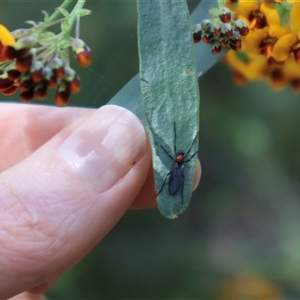 Plecia sp. (genus) at Ulladulla, NSW - 14 Sep 2024 01:04 PM
