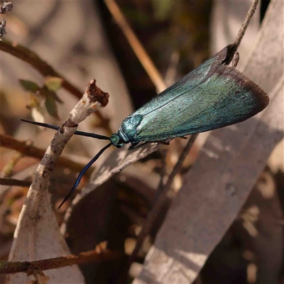 Pollanisus apicalis at Gundaroo, NSW - 12 Sep 2024 by ConBoekel