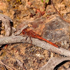 Diplacodes bipunctata (Wandering Percher) at Gundaroo, NSW - 12 Sep 2024 by ConBoekel